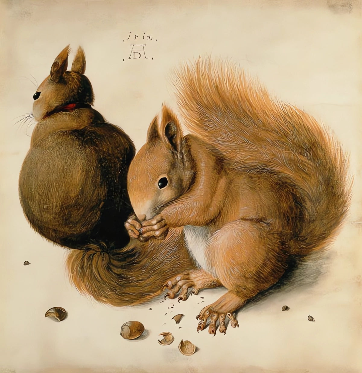 Ecureuils - Albrecht Dürer