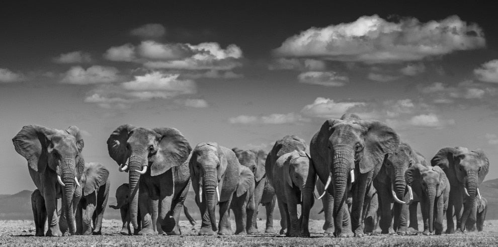Tableau Troupeau d'Elephant Noir et Blanc