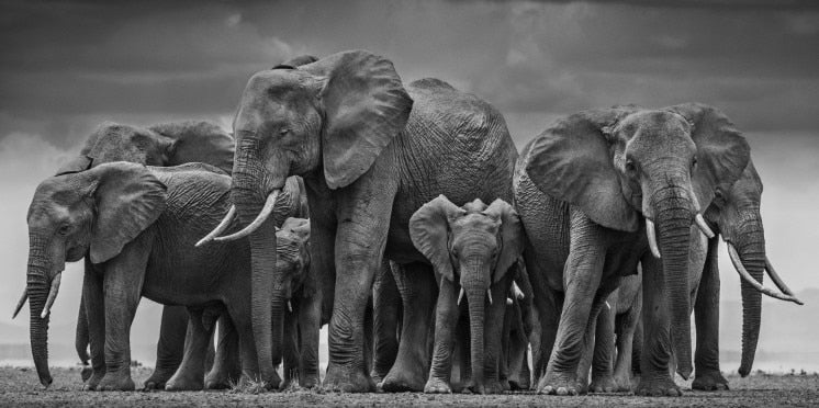 Tableau Troupeau d'Elephant Noir et Blanc