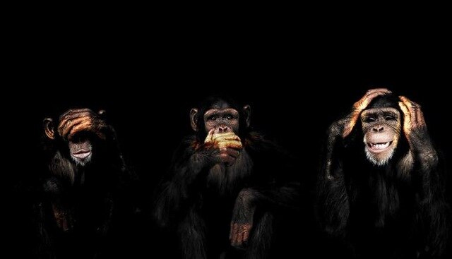 Tableau Singe Drole