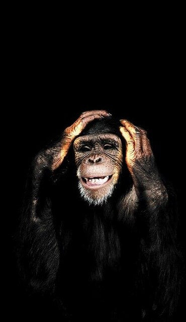 Tableau Singe Drole