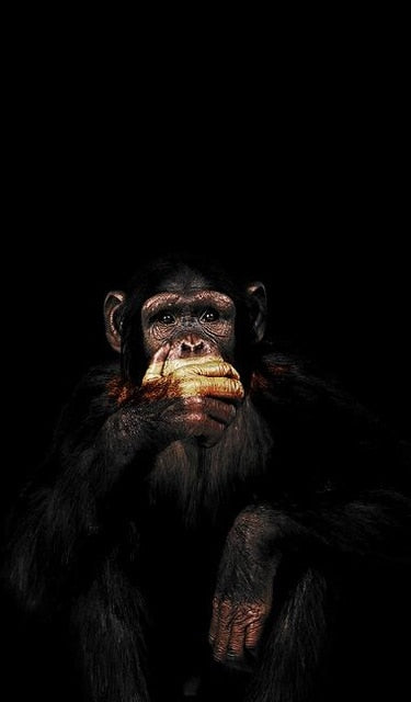 Tableau Singe Drole