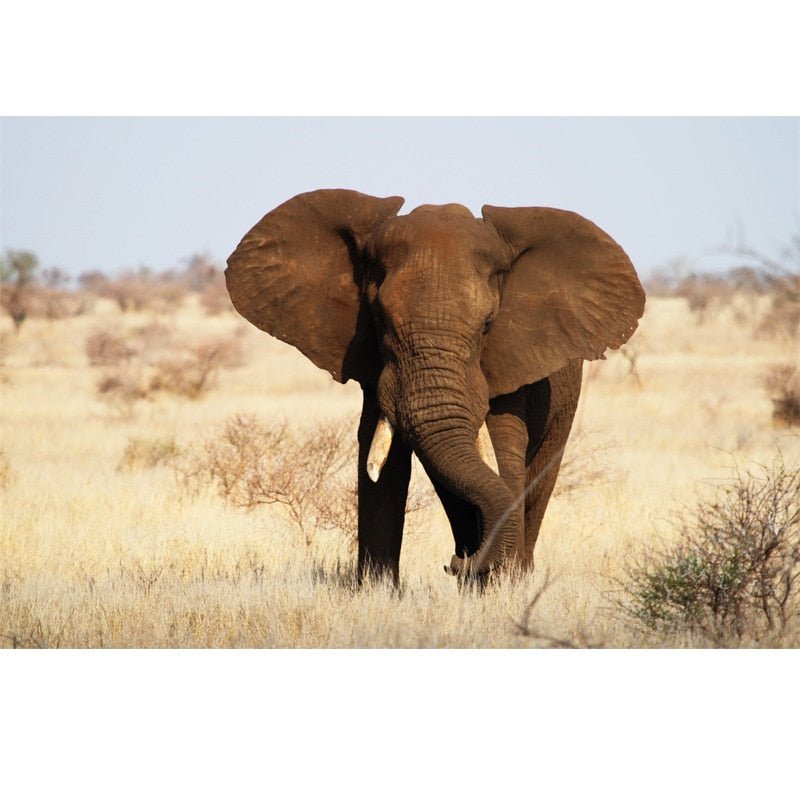 Tableau Elephant dans la Savane