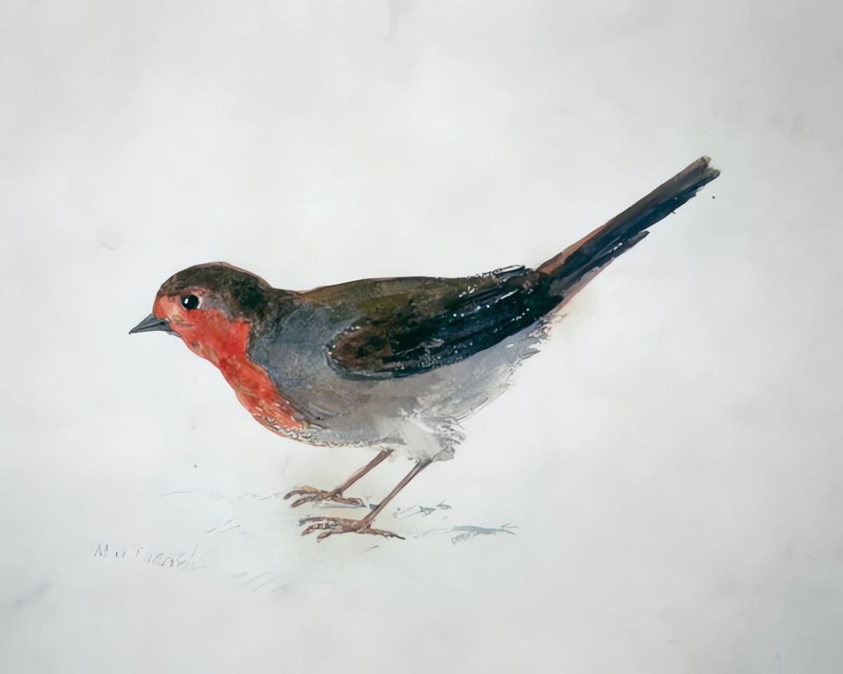 Robin, extrait de The Farnley Book of Birds - William Turner