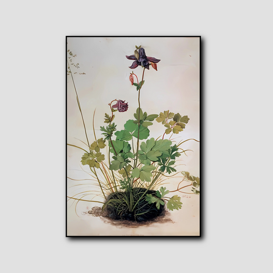 Columbine - Albrecht Dürer