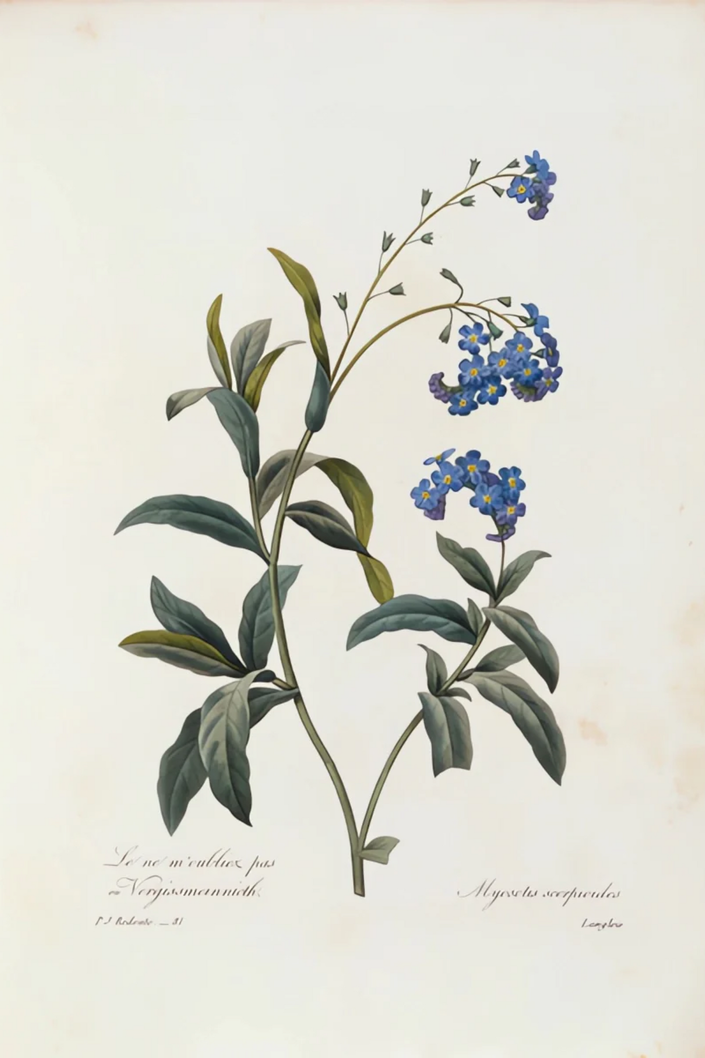 Les Myosotis - Pierre Joseph Redouté