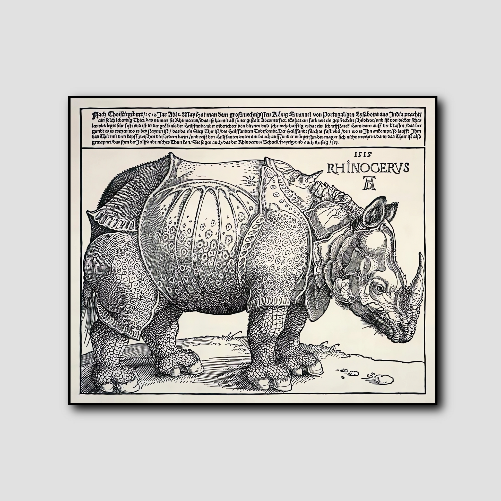 Rhinocéros - Albrecht Dürer