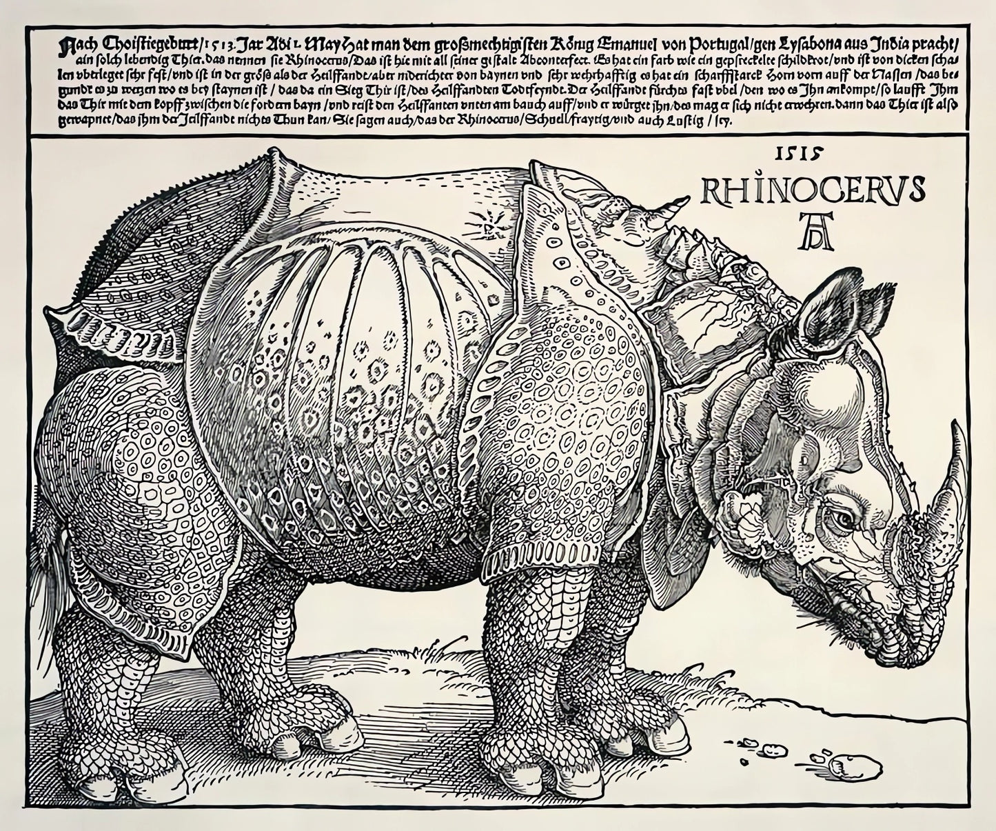 Rhinocéros - Albrecht Dürer