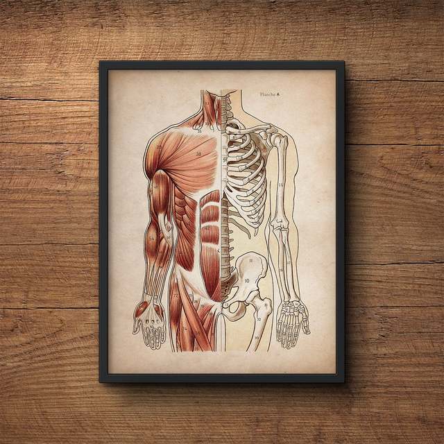 Tableau Anatomie Vintage