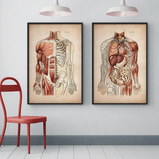 Tableau Anatomie Vintage